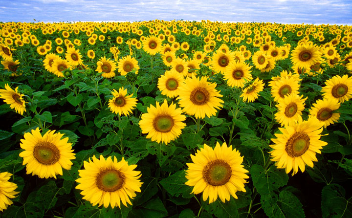 sunflowers north dakota USA