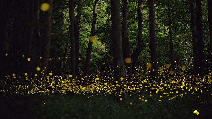 flight path of fireflies