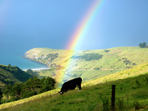 rainbow lands on cow